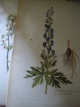 Collectif. Plantarum Rariorum et Medicinalium Icones. Leverkusen, BAYER - Pharma, n. d. Facsimilé de planches botaniques coloriées à la main du XVIIIe siècle.